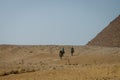 Egypt. April 2019. Tourist camels, camel guides and tourists