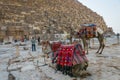 Egypt. April 2019. Tourist camels, camel guides and tourists