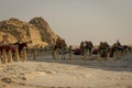 Egypt. April 2019. Tourist camels, camel guides and tourists