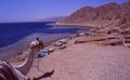 Egypt: Blue Hole, Dahab, Sinai | Ãâgypten: Kamele ÃÂ¼berschauen d