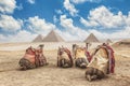 Egypt Cairo - Giza Royalty Free Stock Photo