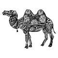 Egypt camel desert illustration animal nature travel sand