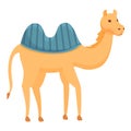 Egypt camel icon, cartoon style