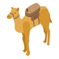 Egypt camel icon, isometric style