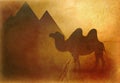Egypt camel and pyramids background Royalty Free Stock Photo