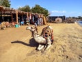 A harnessed dromedary lies on the beach in Sharm El Sheikh. Fun for tourists in Egypt, Royalty Free Stock Photo