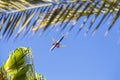 Egypt, Sharm el Sheikh - July 24, 2021. Plane on the background of palm trees