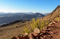 Egypt, Sinai, Mount Moses. Road on which pilgrims climb the mountain of Moses and flowers along the road. Royalty Free Stock Photo