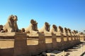 Egypt statues of sphinx in karnak temple