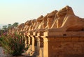 Egypt statues of sphinx in karnak temple