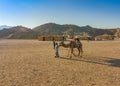 Egypt travel destination, tourists ride camel in safari desert. Royalty Free Stock Photo