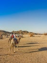 Egypt travel destination, tourists ride camel in safari desert. Royalty Free Stock Photo