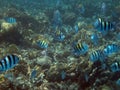 Egypt underwater red sea taba fish Royalty Free Stock Photo