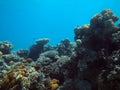 Egypt underwater red sea taba fish Royalty Free Stock Photo