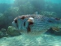 Egypt underwater red sea taba fish Royalty Free Stock Photo