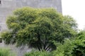 Gum Arabic tree (Acacia nilotica) in bloom : (pix Sanjiv Shukla)