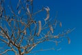 Egyptian Acacia. Vachellia nilotica