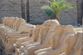 Egyptian Art. Karnak Temple. Avenue of sphinxes with ram`s head. Around Luxor Royalty Free Stock Photo