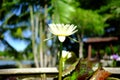 Beautiful old rose pink lotus or water lily flower in pond