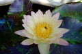 Beautiful old rose pink lotus or water lily flower in pond