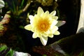 Beautiful old rose pink lotus or water lily flower in pond