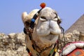 Egyptian camel Royalty Free Stock Photo