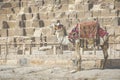 Egyptian Camel at Giza Pyramids background. Tourist attraction - Royalty Free Stock Photo