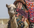 Egyptian Camel at Giza Pyramids background. Tourist attraction - Royalty Free Stock Photo