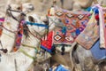 Egyptian Camel at Giza Pyramids background. Tourist attraction - Royalty Free Stock Photo