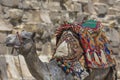 Egyptian Camel at Giza Pyramids background. Tourist attraction - Royalty Free Stock Photo