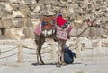 Egyptian Camel at Giza Pyramids background. Tourist attraction - Royalty Free Stock Photo