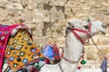 Egyptian Camel at Giza Pyramids background. Tourist attraction - Royalty Free Stock Photo