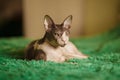 Egyptian cat sitting in a room on the bed.