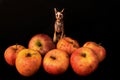 Egyptian cat statue behind seven apples on black background. Mystery, strange, powerful still life composition, wallpaper