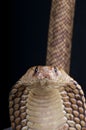 Egyptian cobra