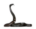 Egyptian cobra against white background Royalty Free Stock Photo