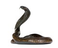 Egyptian cobra in front of a white background Royalty Free Stock Photo