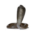 Egyptian cobra in front of a white background Royalty Free Stock Photo