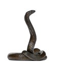 Egyptian cobra in front of a white background Royalty Free Stock Photo