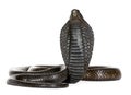 Egyptian cobra - Naja haje