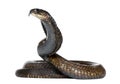 Egyptian cobra - Naja haje Royalty Free Stock Photo