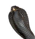 Egyptian cobra - Naja haje Royalty Free Stock Photo