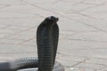 Egyptian cobra (Naja haje) charmed at Djemaa el Fna square, Marrakech, Morocco Royalty Free Stock Photo