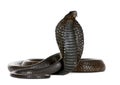 Egyptian Cobra, Naja Haje, studio shot