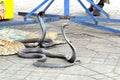 Egyptian cobras (Naja haje) charmed at Djemaa el Fna square, Marrakech, Morocco Royalty Free Stock Photo