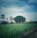 Egyptian countryside 2