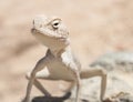 Egyptian desert agama lizard on a rock Royalty Free Stock Photo