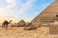 Egyptian desert: the pyramids and a camel Royalty Free Stock Photo