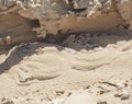 Egyptian desert viper snake in the sand