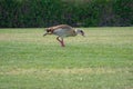 Egyptian Duck crouches on the grass
